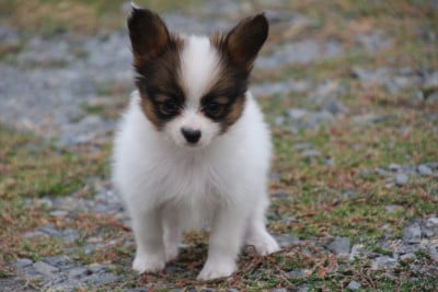 Les chiots de Epagneul nain Continental (Papillon)