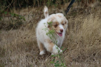 Les chiots de Berger Australien