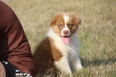 Les chiots de Berger Australien