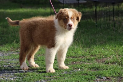 Les chiots de Berger Australien