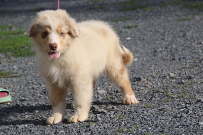 Les chiots de Berger Australien