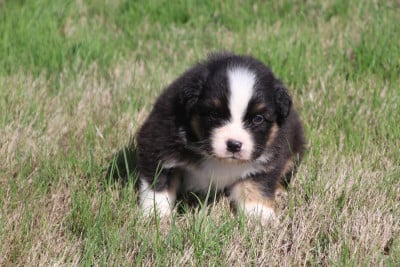 Les chiots de Berger Australien