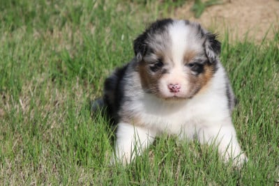 Les chiots de Berger Australien