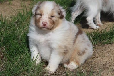 Les chiots de Berger Australien