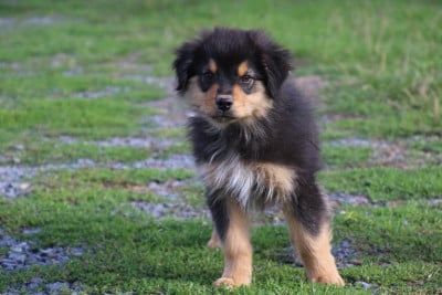 Les chiots de Berger Australien