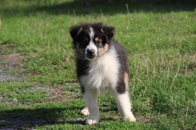 Les chiots de Berger Australien