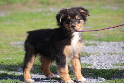 Les chiots de Berger Australien