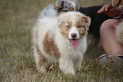 Les chiots de Berger Australien