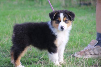 Les chiots de Berger Australien