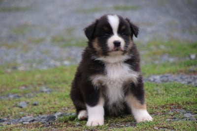 Les chiots de Berger Australien