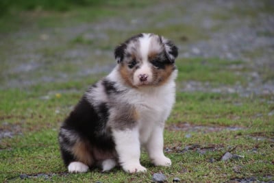 Les chiots de Berger Australien