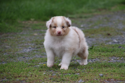 Les chiots de Berger Australien