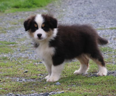 Les chiots de Berger Australien