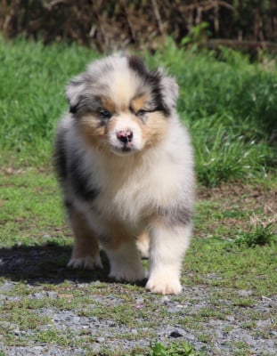 Les chiots de Berger Australien