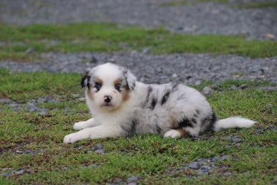 Les chiots de Berger Australien