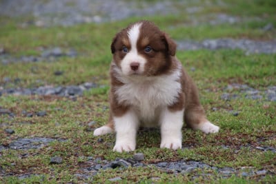 Les chiots de Berger Australien
