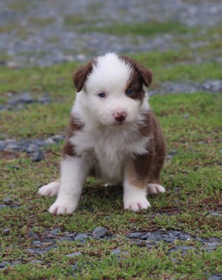 Les chiots de Berger Australien
