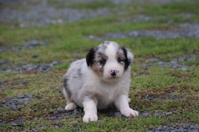 Les chiots de Berger Australien