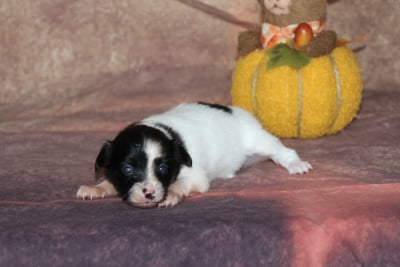 Les chiots de Epagneul nain Continental (Papillon)