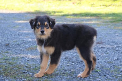 Les chiots de Berger Australien