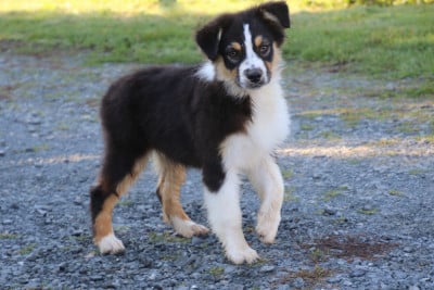 Les chiots de Berger Australien