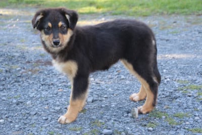 Les chiots de Berger Australien