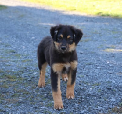 Les chiots de Berger Australien