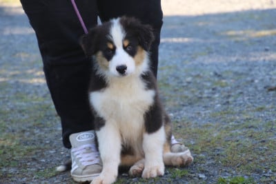 Les chiots de Berger Australien