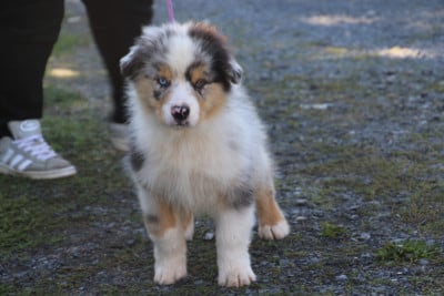 Les chiots de Berger Australien
