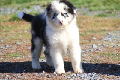 Les chiots de Berger Australien