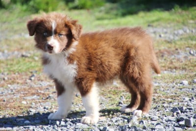 Les chiots de Berger Australien