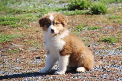 Les chiots de Berger Australien