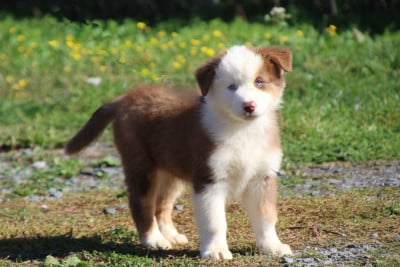Les chiots de Berger Australien
