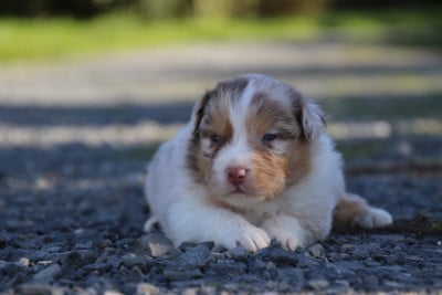 Les chiots de Berger Australien