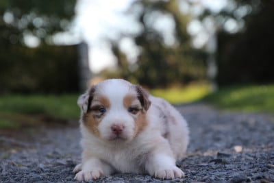 Les chiots de Berger Australien