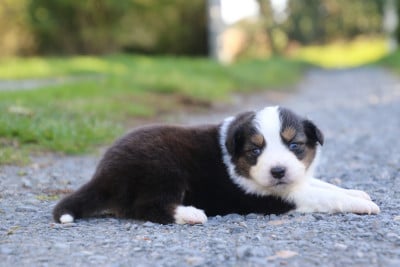Les chiots de Berger Australien