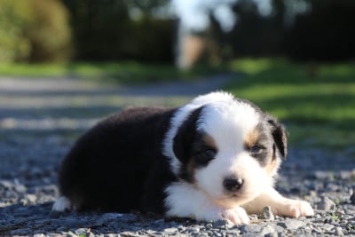 Les chiots de Berger Australien