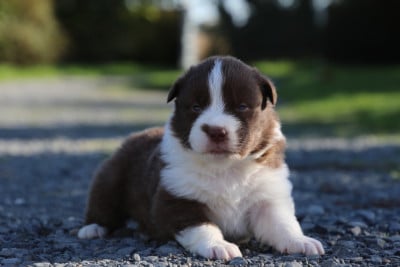 Les chiots de Berger Australien