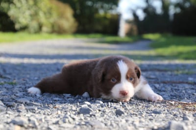 Les chiots de Berger Australien
