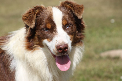 Les chiots de Berger Australien