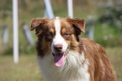 Les chiots de Berger Australien