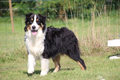 Les chiots de Berger Australien