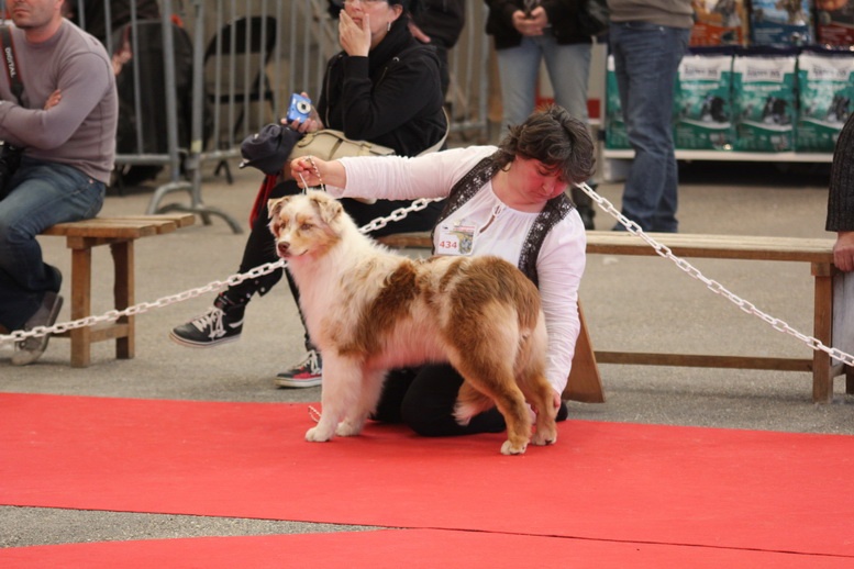Hapach red tatanka Du Domaine De La Canurie - 6ème Très prometteur Puppy