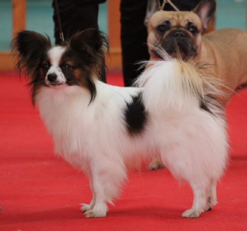 Ianis des chasse dragons - 1er excellent jeune mâle, Meilleur jeune, Meilleur de race