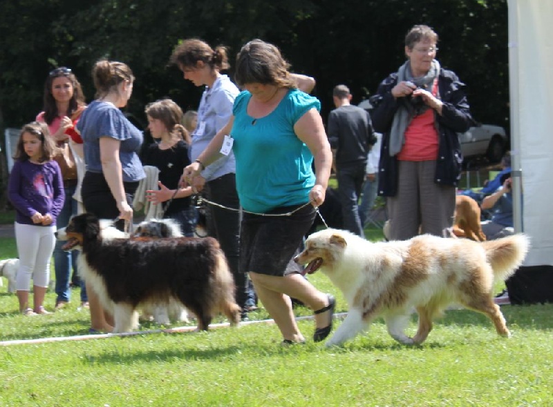 Hapach red tatanka Du Domaine De La Canurie - 1ère excellent intermédiaire femelle