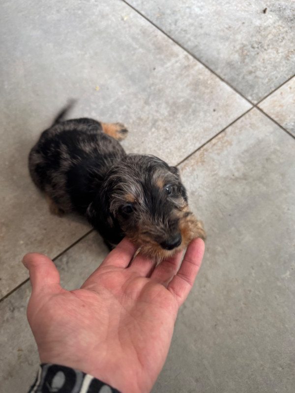 Teckel poil dur - de la croix du domaine du thuis