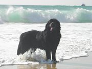 Publication : Des Galips Du Grand Crohot