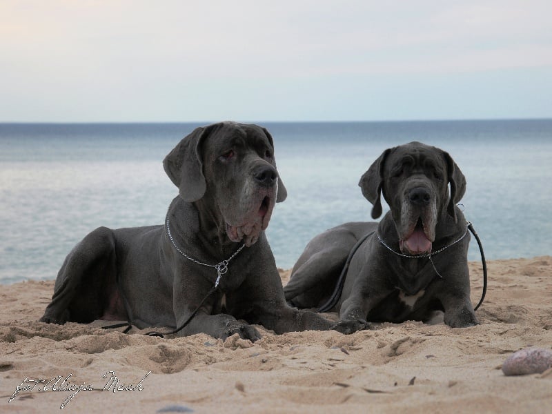 Publication : myszatka Auteur : Mech