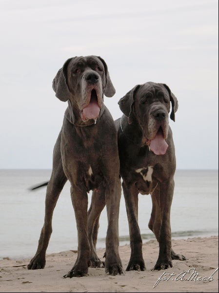 Publication : myszatka Auteur : Mech