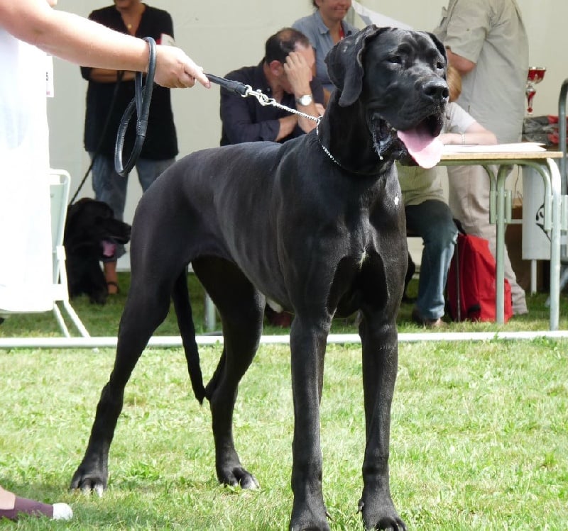 Fifty-fifty des Templiers Cathares - Très prometteur Classe Débutant